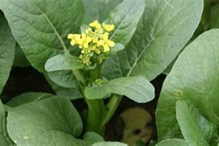 水溶肥最好的三个牌子