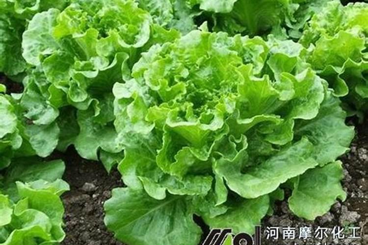 有花阴的地方种植什么菜好 有花阴的地方种植哪些菜好