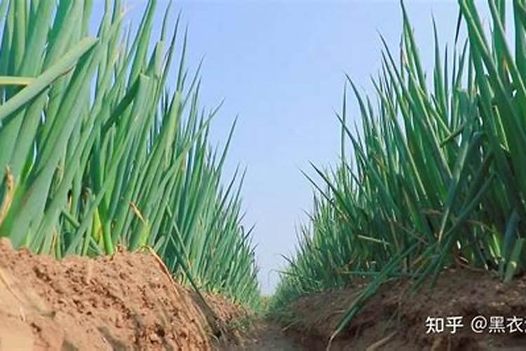 大葱叶面喷13元素好还是24元素好