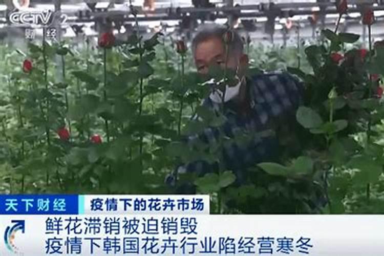 红映天叶面肥哪里买