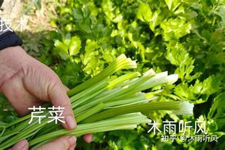 芹菜施什么肥长得好 芹菜施什么肥长怎样才能长好呢