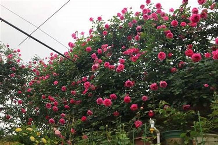 施什么肥让月季花开又多又大花瓣厚(自制月季花肥料)