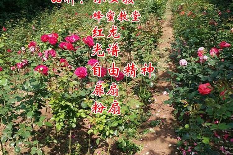 施什么肥让月季花开又多又大花瓣厚(自制月季花肥料)