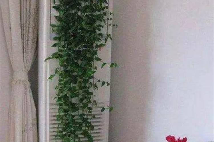 水稻抗倒伏特效药