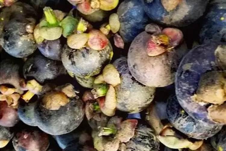 山竹应该怎么种植