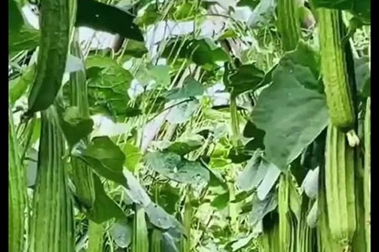 硼肥不能和什么混用