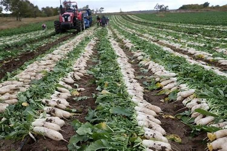 胡萝卜裂开是什么原因