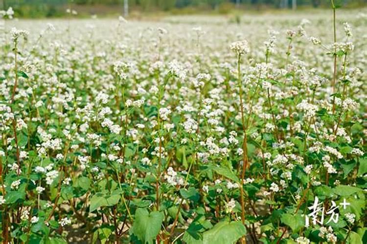 追肥使用磷酸二氢钾,属于叶面肥吗？磷肥怎么用效果好