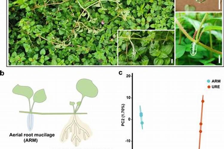 多肉植物长气根怎么办
