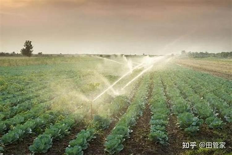 蔬菜晚上施肥好还是早上施肥好(种菜什么时候施肥好)