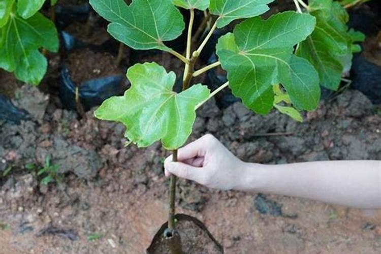 无花果树施什么肥合适