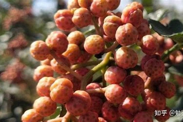 花椒树旱地水溶肥怎么施？