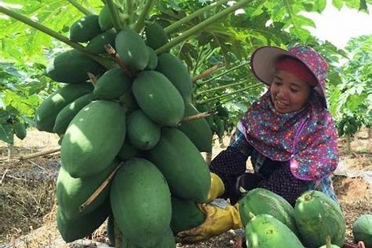 木瓜施什么肥料能使果实很甜？