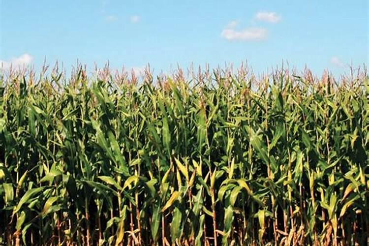 玉米面撒到地里也是肥料吗