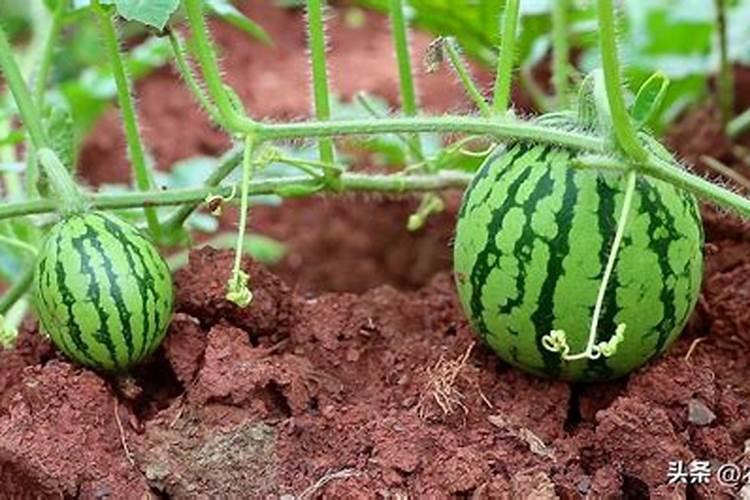 西瓜怎么管理？需要打头吗？
