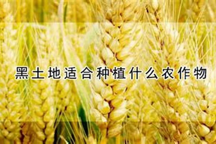 2022年化肥如何选择最好!