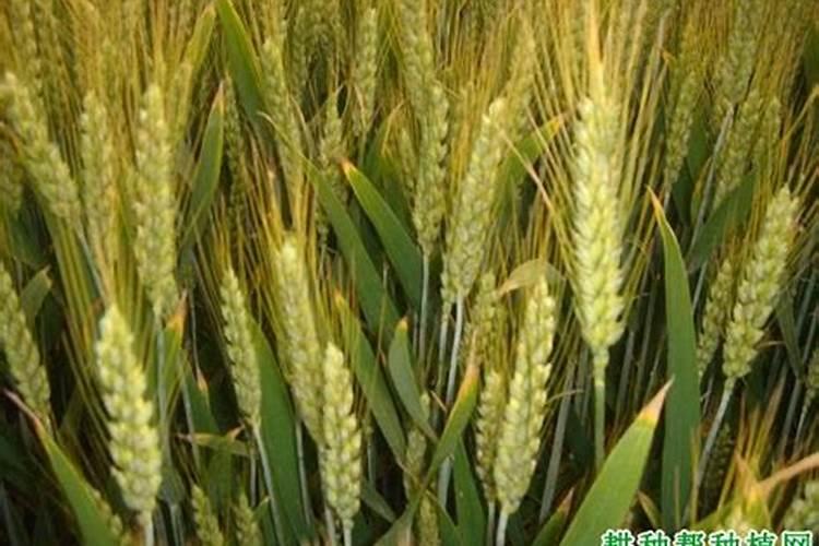 油菜施叶面硼肥会烧苗吗？