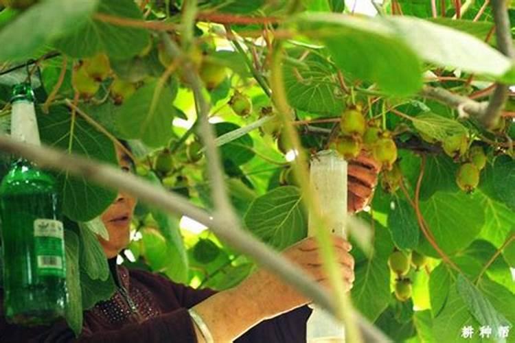 樱桃打什么叶面肥长的快？樱桃什么肥可以果实膨大？