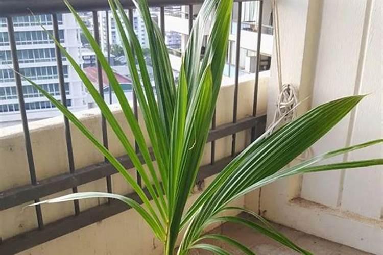 茶花用黄土还是营养土好 茶花专用土配方及配制方法