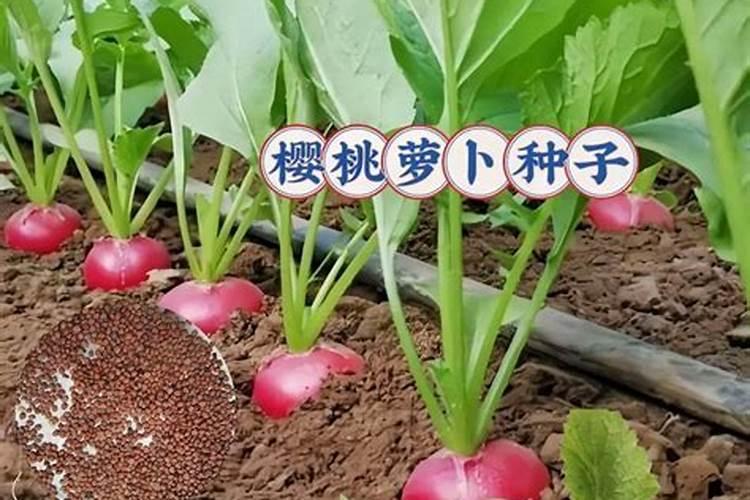 樱桃萝卜种植方法和注意事项