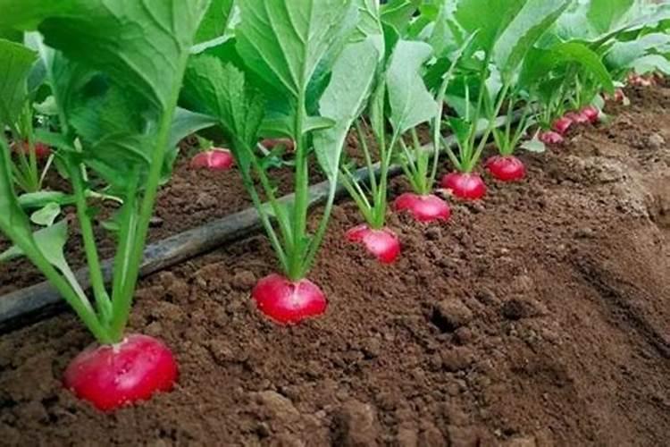 樱桃萝卜环境要求