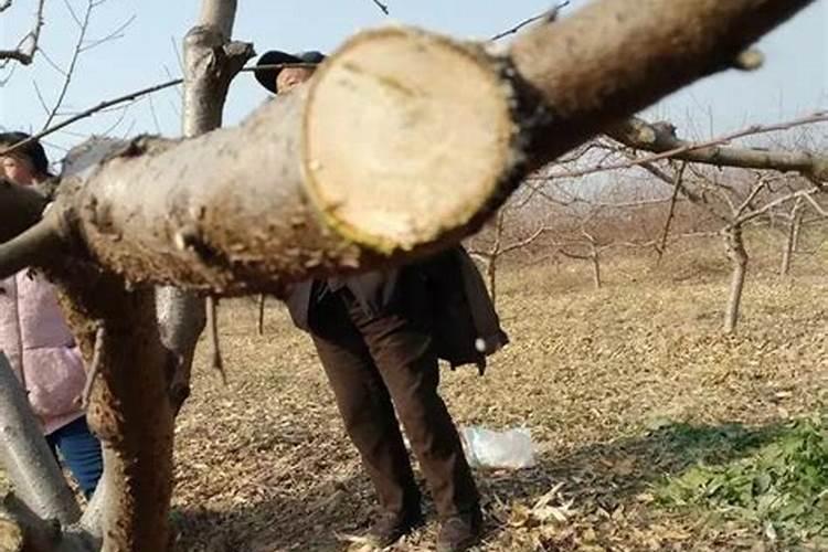 桃树采摘后施什么肥