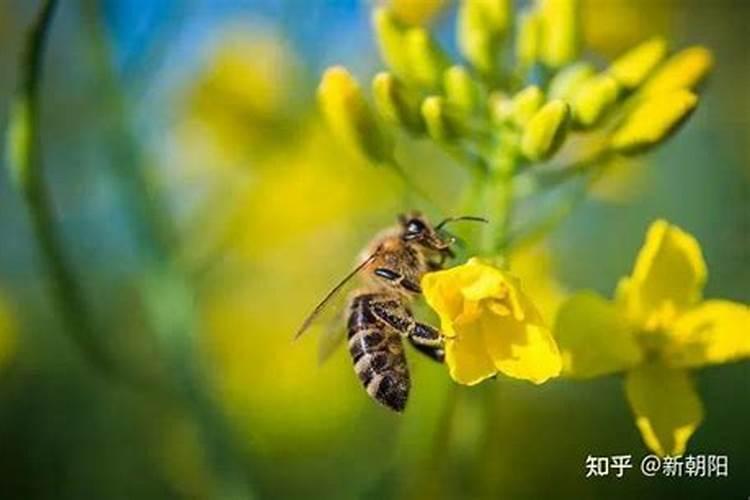油菜药害可认用芸苔素解救吗