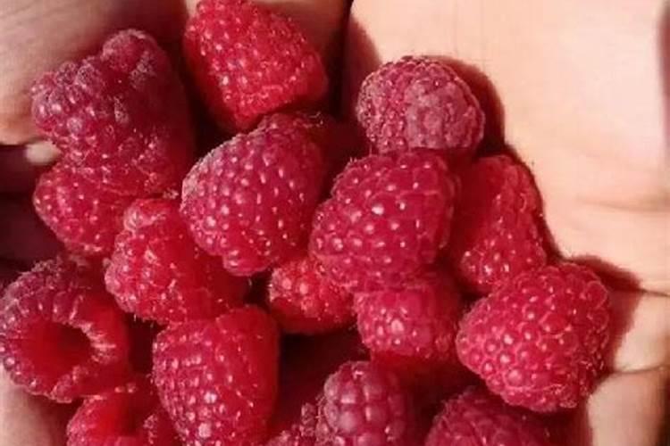 树莓在哪里可以种植？红树莓苗种植方法