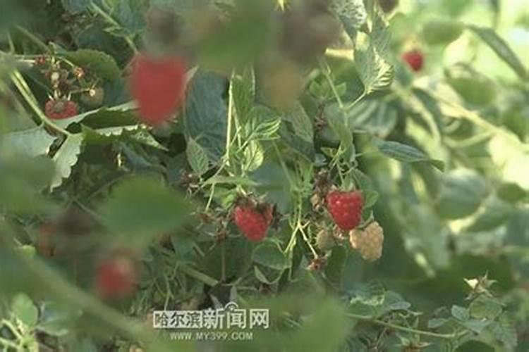 求教:葡萄花后套袋前并没用过乳油类农药,可收获时果穗外围的果粒上...