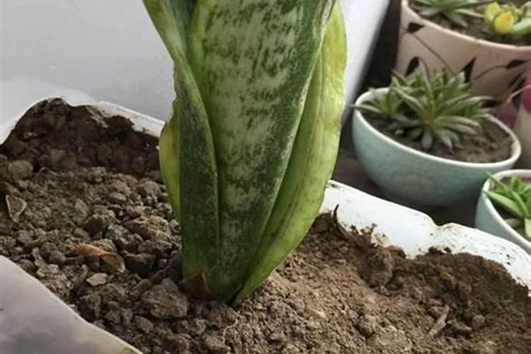 花多多是喷叶还是灌根