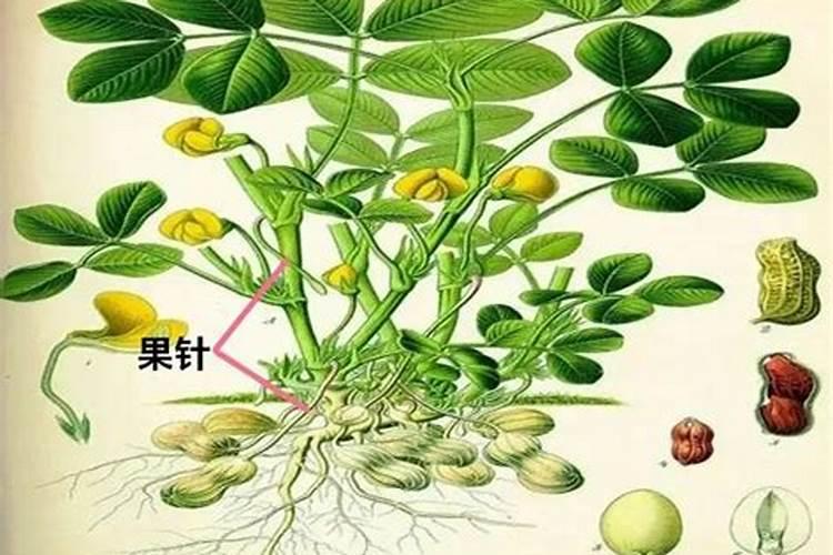 氯化钾化肥能追喂花生吗？