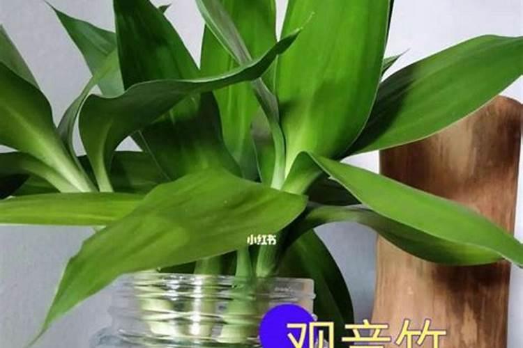 生姜种植需要什么肥料？生姜打什么叶面肥长的快？