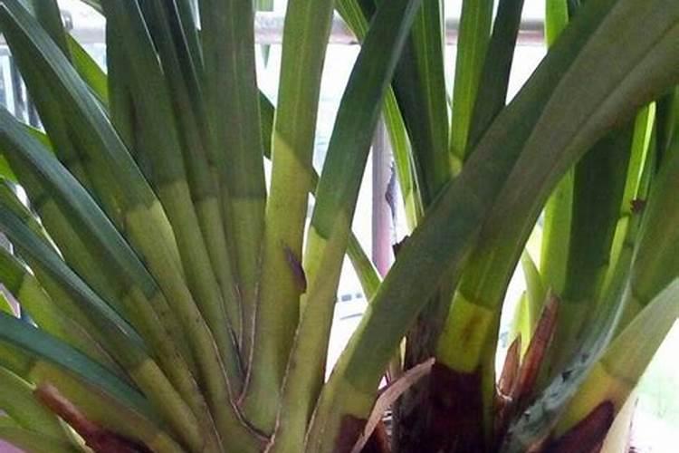 蕙兰浇水及施肥方法