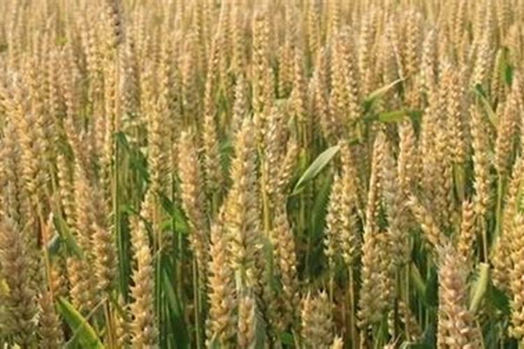 小麦硼肥的最佳使用时期