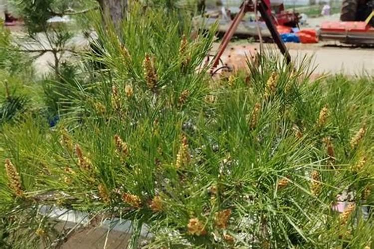 白皮松这是得什么病了啊,求高人指点