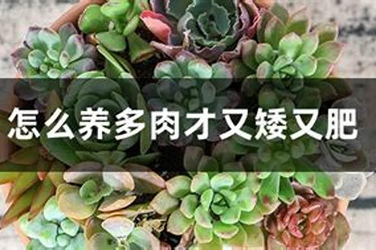 落地生根的作用