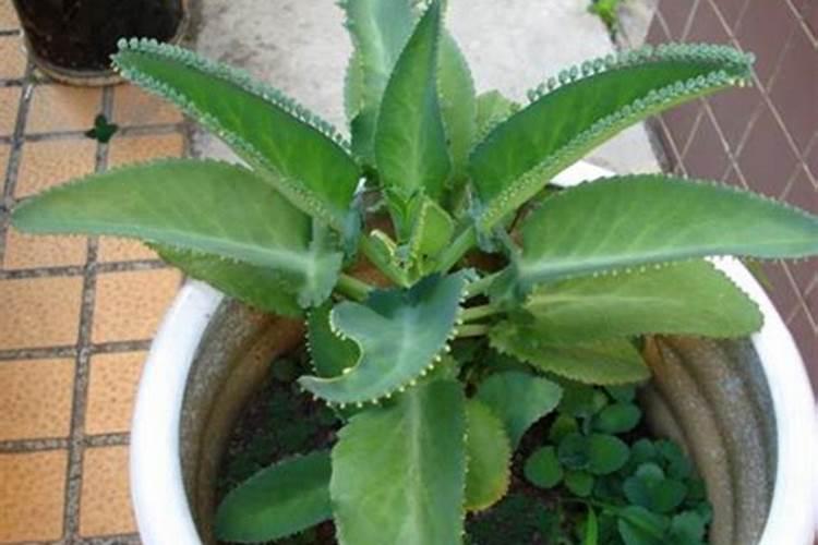 落地生根的作用