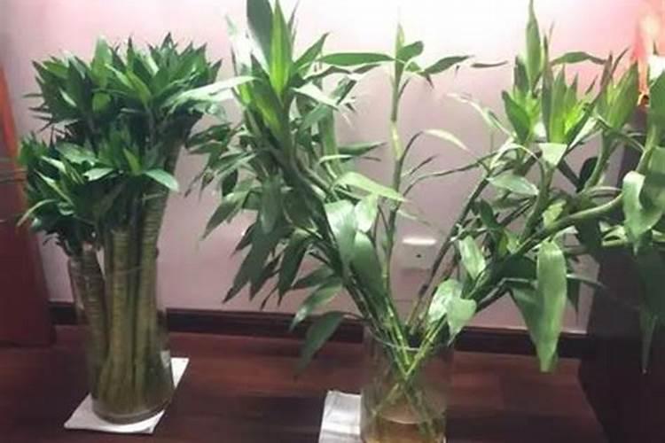 落地生根的作用