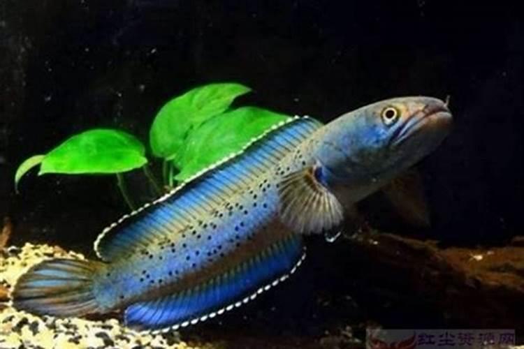 如何科学喂养蓝月黑格尔？