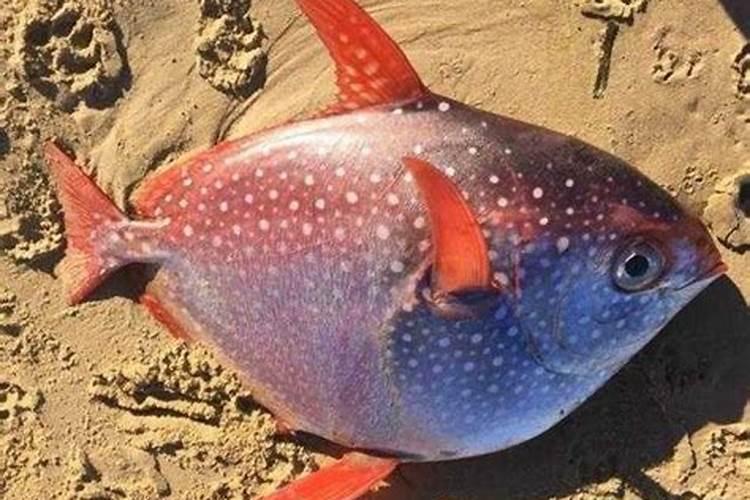 鼠鱼有多少种？