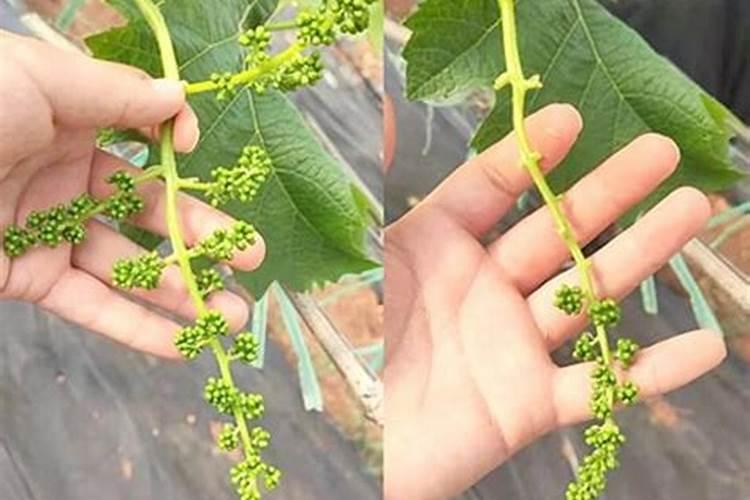 阳光玫瑰开花70%80%时用噻苯隆保花果最高多少ppm