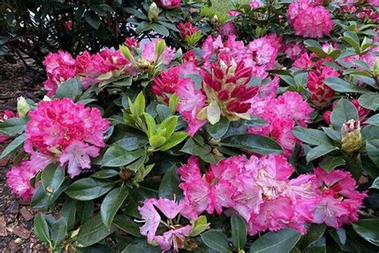 这样的百香果是什么病害,如何防治？