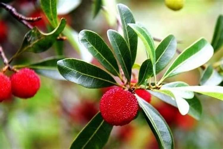 杨梅结果期采用哪种保果措施比较好