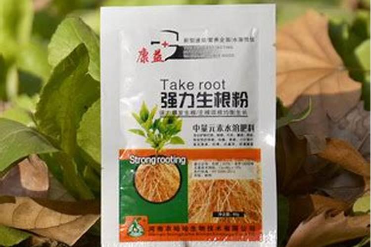 发财树叶子生根方法