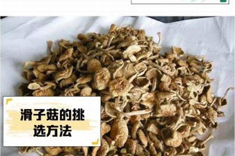 滑子菇的生长周期是多长时间