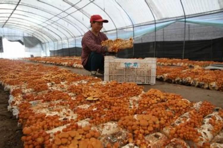 滑子菇箱式栽培法的工艺技术是如何操作的？