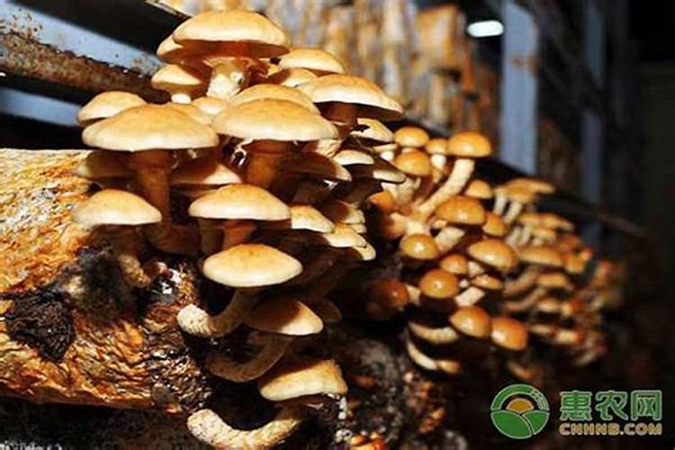 农村种植滑子蘑怎么管理？