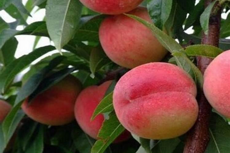 桃树底肥用什么肥