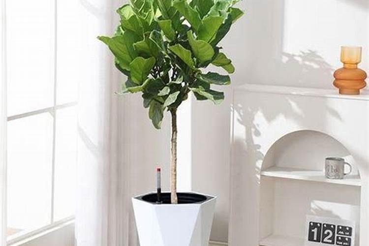 琴叶榕施肥方法及注意事项