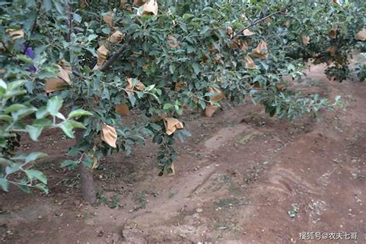 苹果树补钙能否加牛奶